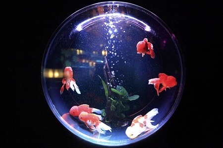 poissons rouges dans un aquarium